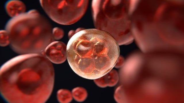 Pembelahan Mitosis dan Meiosis, Foto: Estudianteo