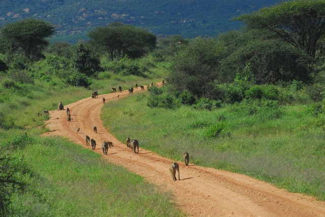 Kawanan babon di Kenya. Foto: alexstrachan from Pixabay