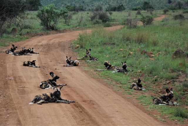 Kelompok anjing liar Afrika. Foto: Nel_Botha-NZ from Pixabay
