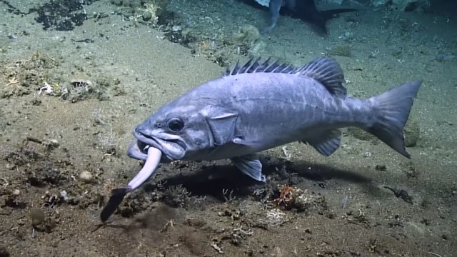 Inilah Ikan Raksasa yang Bisa Makan Hiu secara Utuh (18939)