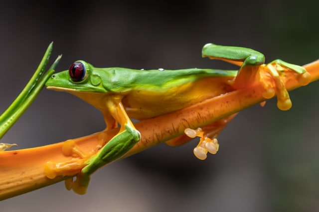 Ilustrasi Katak foto:Unsplash