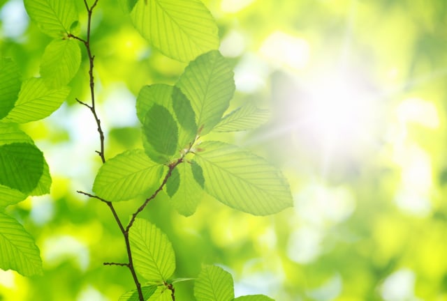 Tumbuhan melakukan fotosintesis sebagai sumber energi dalam kehidupan mahluk hidup. senyawa yang ber