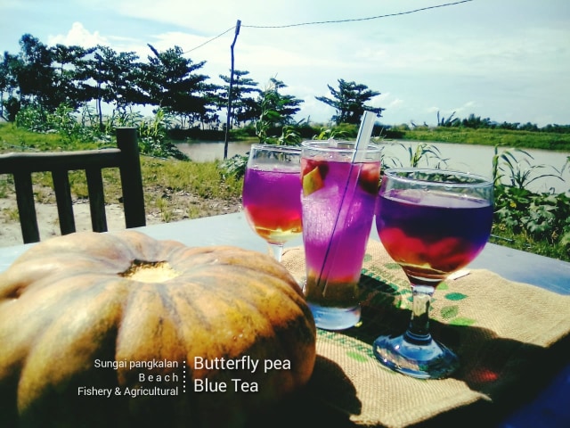 Teh biru memiliki khasiat bagi kesehatan. Foto: Dok. Istimewa