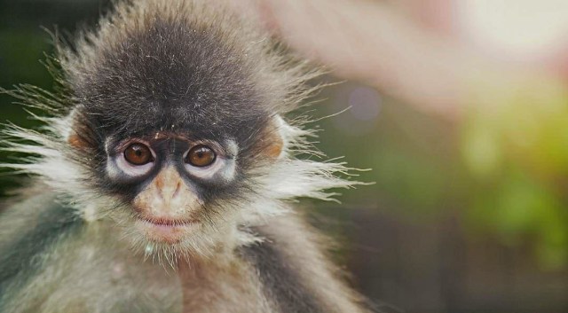 ﻿﻿Kekah Natuna (Presbytis Natunae). Foto: Giry Prasetyo/kepripedia.com