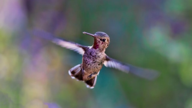 Burung kolibri. Foto: Free-Photos from Pixabay