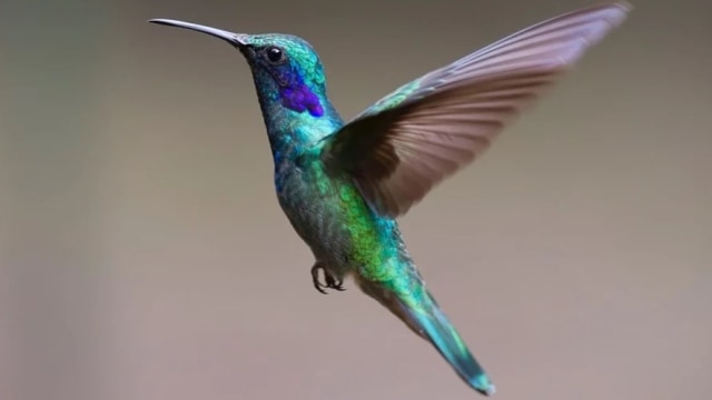 Burung kolibri. Foto: Nicman from Pixabay