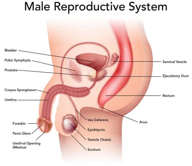 Sistem Reproduksi Pria, Foto: Dok. gurupendidikan.co