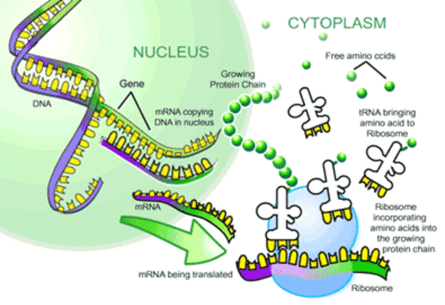 Ilustrasi Sintesis Protein, Foto: Dok. 