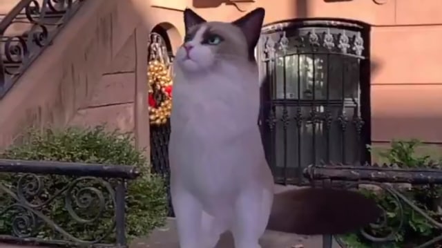 Kucing 3D di fitur augmented reality Google. Foto: Google via Twitter