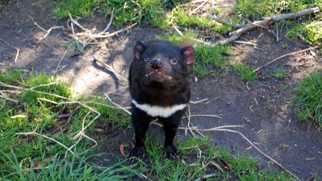 Seekor Tasmanian devil. Foto: LoneWombatMedia from Pixabay