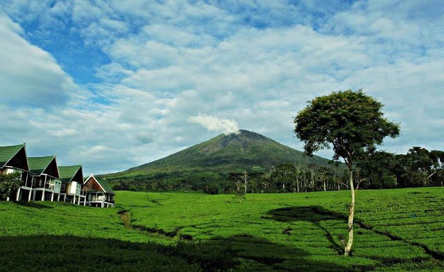 Perkebunan teh di kaki Gunung Dempo (istimewa)