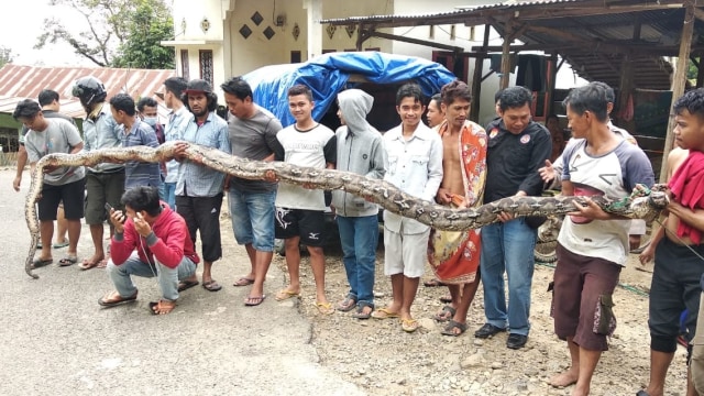 Warga Dusun Lekke, Polewali Mandar, Sulawesi Barat, menangkap ular sepanjang 7 meter. Foto: Dok. Istimewa/sulbarkini