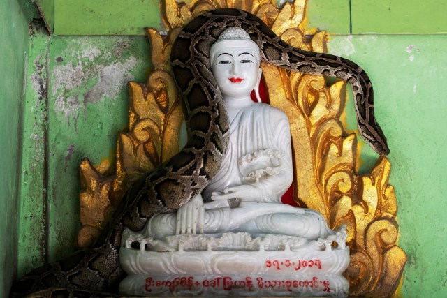 Seekor ular piton Burma yang diselamatkan terlihat di atas patung Buddha di sebuah biara yang telah berubah menjadi tempat perlindungan ular di pinggiran Yangon, Myanmar. Foto: Shwe Paw Mya Tin/REUTERS