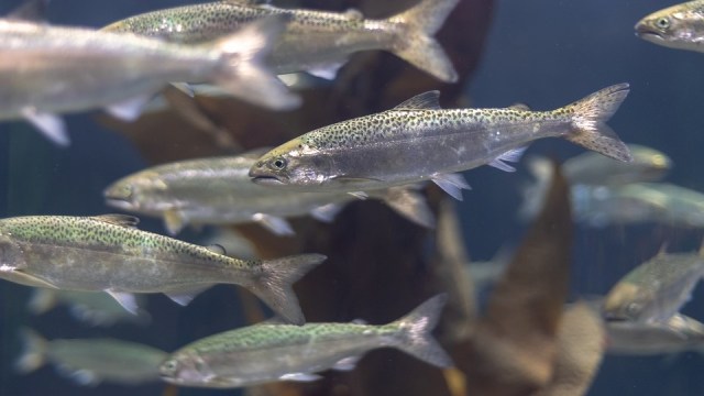 Ikan salmon di akuarium. Foto: Vladvictoria from Pixabay