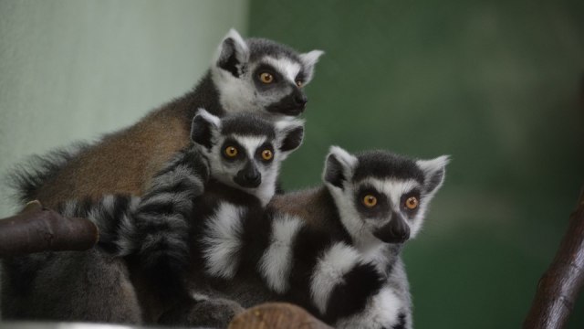 Keluarga lemur ekor cincin Madagaskar. Foto: ottielie from Pixabay