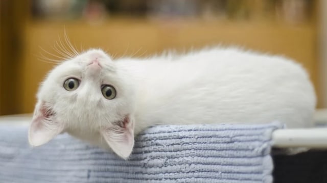 Kucing peliharaan. Foto: Pexels from Pixabay