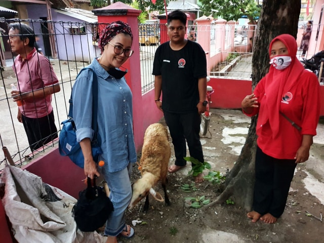 Anggota Fraksi PDI Perjuangan DPR RI Selly Andriany Gantina saat menyerahkan kambing kepada PAC PDIP di Kabupaten Indramayu sebagai wujud syukur atas kemenangan Nina Agustina-Lucky Hakim di Pilkada 2020. (Istimewa)