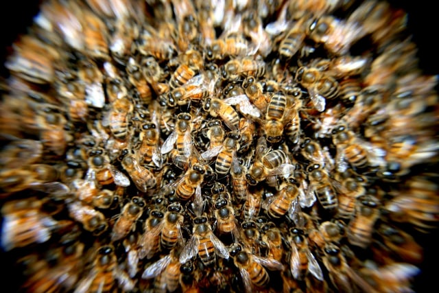 Ilustrasi lebah madu. Foto: Pixabay