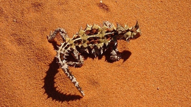 Iblis berduri (Moloch horridus) memiliki kemampuan adaptasi menghadapi kekeringan dengan mengandalkan kulitnya yang dialiri air untuk tetap minum. Foto: PublicDomainImages from Pixabay