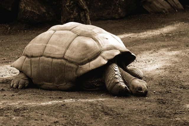 Kura-kura gurun raksasa Galápagos  diketahui dapat menyimpan air di dalam kandung kemihnya. Foto: Alexas_Fotos from Pixabay