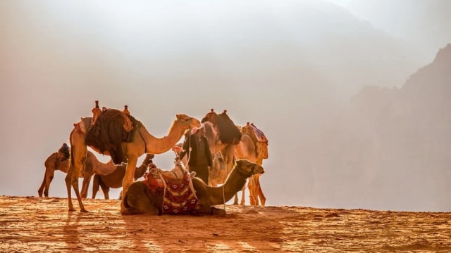 Unta mengandalkan metabolisme lemak di punuknya untuk mendapatkan air. Foto: mikaelthunberg from Pixabay
