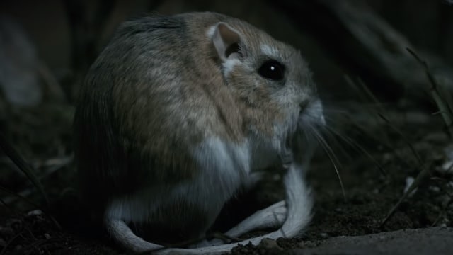 Tikus gurun memiliki kantong pipi untuk menjaga hewan tidak membuang setetes air liur. Foto: Youtube .dok/Deep Look