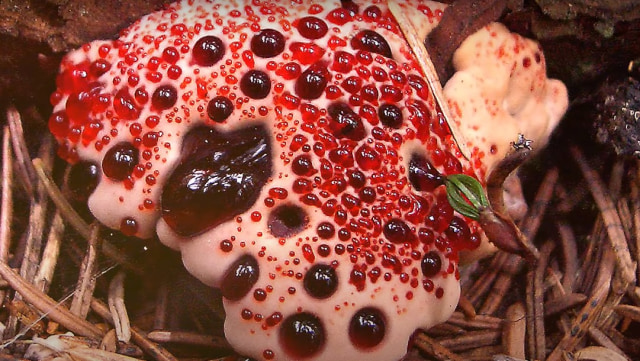 Jamur gigi berdarah. Foto: Youtube .dok/Earth Titan