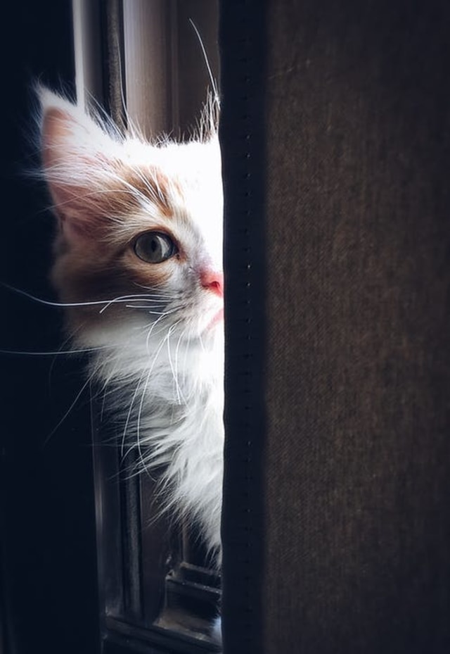 Kucing. Foto: Pexels