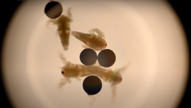 Udang air asin yang dilihat melalui mikroskop. Foto: Youtube .dok/Uncle Ben
