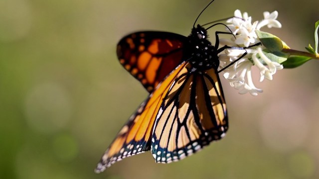 Kupu-kupu raja tidak ditempatkan sebagai spesies terancam punah, meskipun populasinya menurun secara signifikan. Foto: Chesna from Pixabay