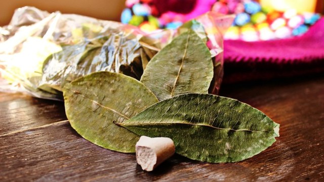 Daun coca yang memiliki berbagai macam khasiat. Foto: tavitoo03 from Pixabay