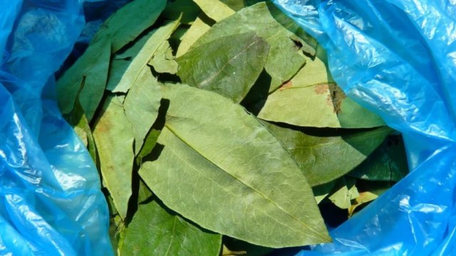 Daun Coca: Antara Kutukan dan Berkah (13669)