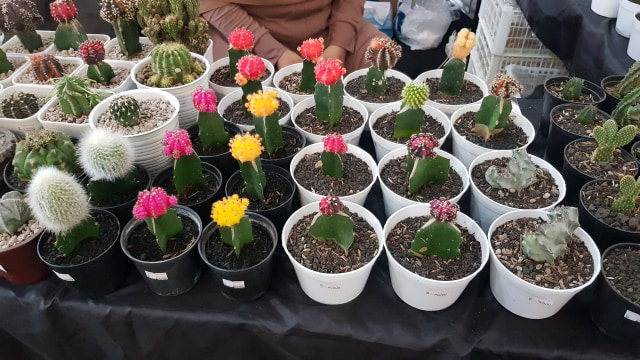 Melihat Warna-warni Kaktus dan Sukulen Lewat Festival di Jogja