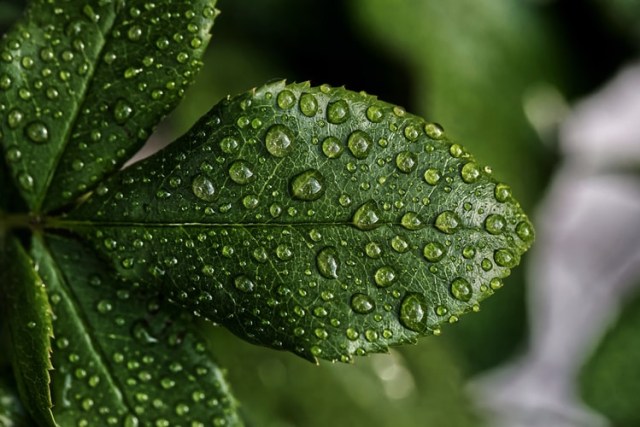 Ilustrasi Tumbuhan foto:Unsplash