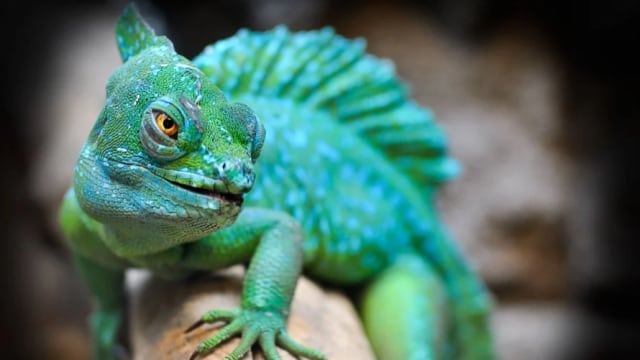 Seekor reptil hijau, Foto: StormmillaGirl from Pixabay
