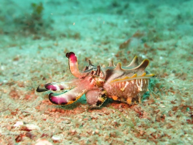 Sotong flamboyan yang dapat merubah warna kulitnya untuk melindungi diri. Foto: arhnue from Pixabay