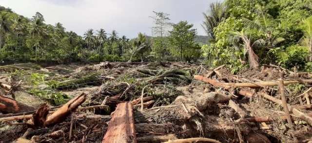 Ratusan batang kayu yang terbawa banjir diduga hasil pembukaan lahan masyarakat. Foto: Lukman Budianto/kendarinesia.