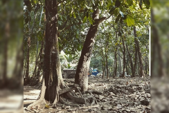 Pohon Gayam. foto: instagram/@dewicandraningrum