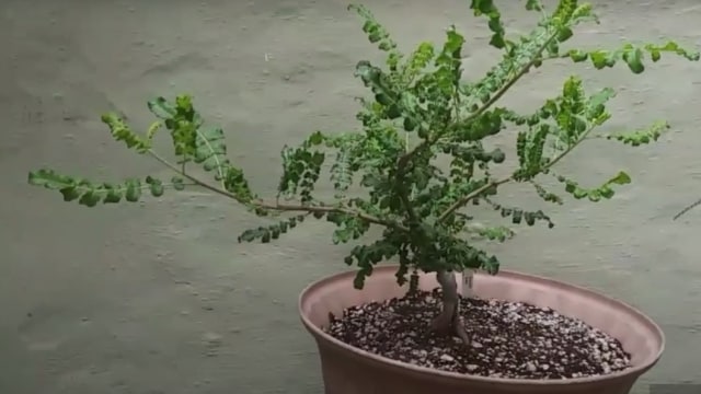 Pohon kemenyan muda dari spesies Boswellia sacra. Foto: Youtube .dok/Todd's Tropicals
