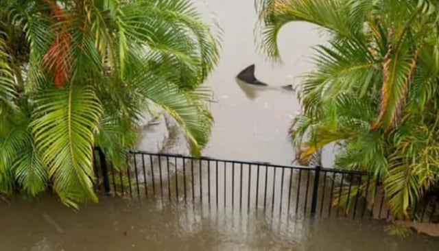 Geger Hiu Banteng Muncul Di Pekarangan Rumah Warga Saat Banjir Kumparan Com