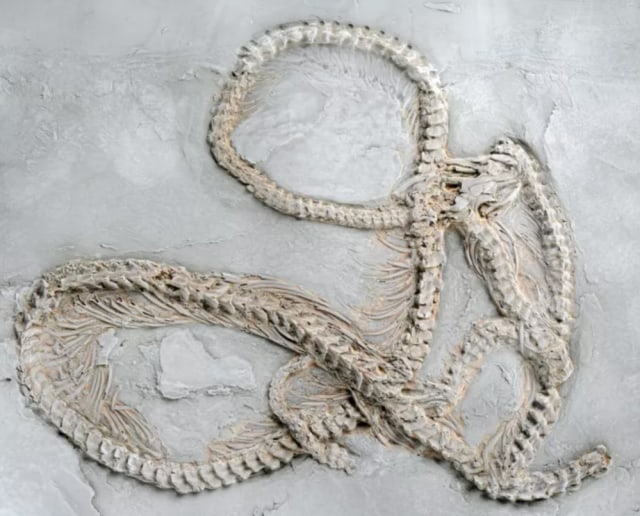 Fosil ular piton tertua di dunia Foto: Jurnal Senckenberg Gesellschaft