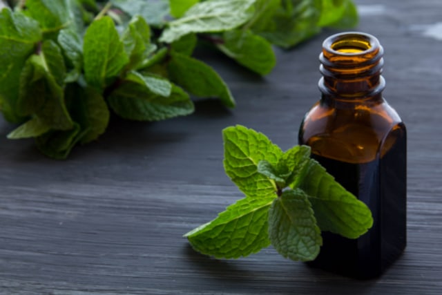 Minyak Peppermint dan Tanaman Peppermint (Sumber : https://www.biome.com.au/blog/natural-pest-control-peppermint-oil/)