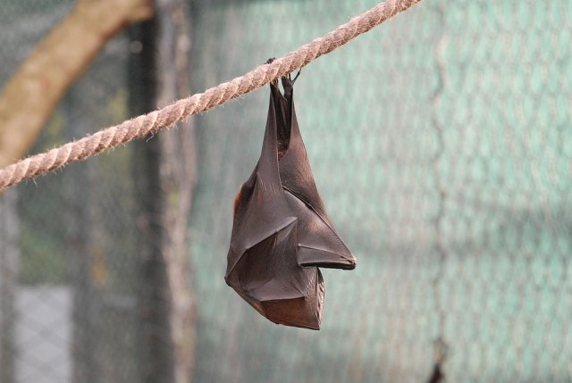 Seekor kelelawar. Foto: dirosen from Pixabay