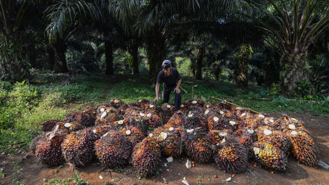 Buruh memanen kelapa sawit di Desa Sukasirna, Cibadak, Kabupaten Sukabumi. (Foto: ANTARA FOTO/Raisan Al Farisi)
