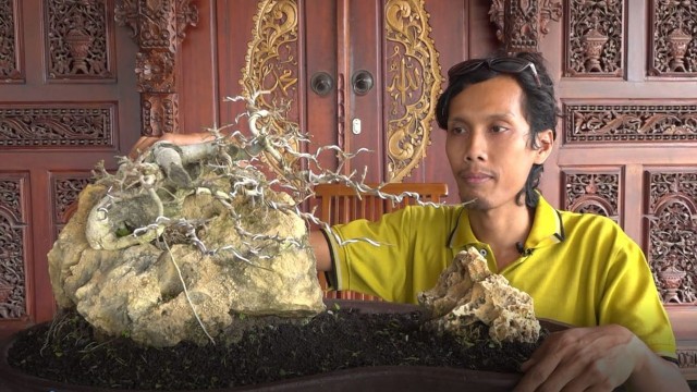 Umbaran Wibowo, salah satu pecinta bonsai asal Desa Tutup Kecamatan Tunjungan Kabupaten Blora, saat merawat pohon bonsai miliknya. (foto: priyo/beritabojonegoro)