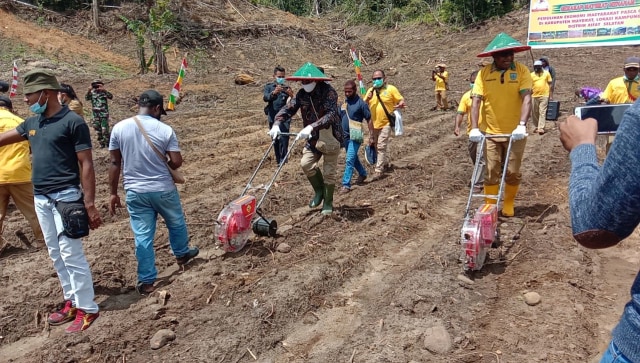 Bupati Maybrat saat melakukan penanaman bibit Jagung di lahan percontohan program Maybrat Menanam pasca COVID-19