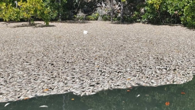Ikan-ikan kecil mati mengapung di kawasan destinasi wisata Piaynemo Raja Ampat pada 13 Desember 2020. Foto: Dok. Istimewa