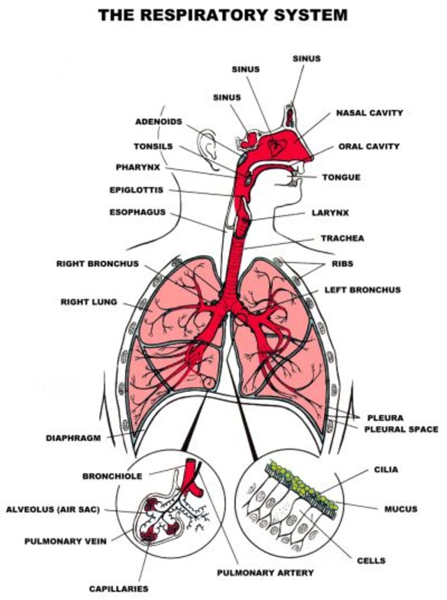 Tenggorokan adalah salah satu organ sistem