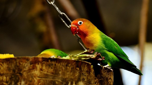 Lovebird merupakan salah satu burung yang sifatnya sosial dan ramah. Foto. dok: Pixabay