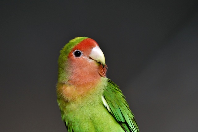 Asal Usul Nama  Burung  Lovebird  yang Ternyata Unik 